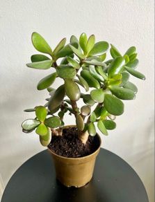 jade plant