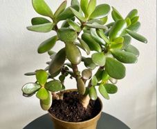 jade plant