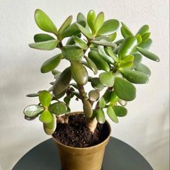 jade plant