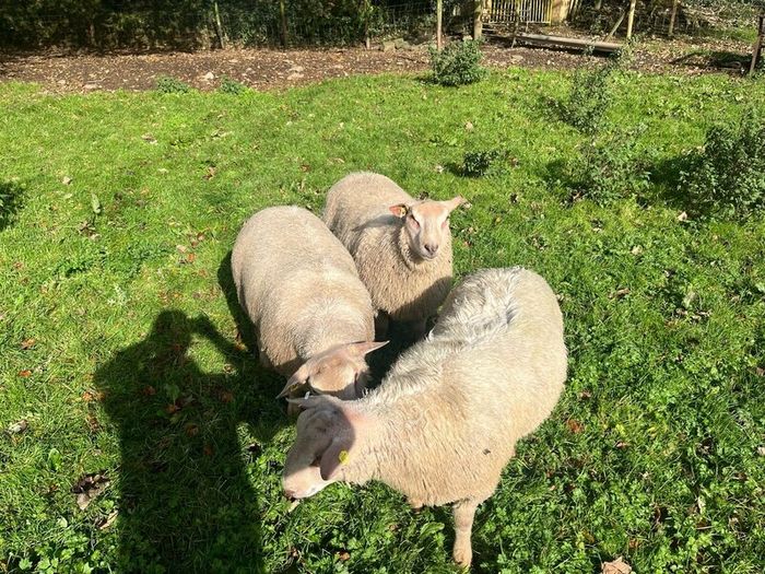 SIS Pedigree Cheviot and Charollais