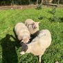 SIS Pedigree Cheviot and Charollais Image 8