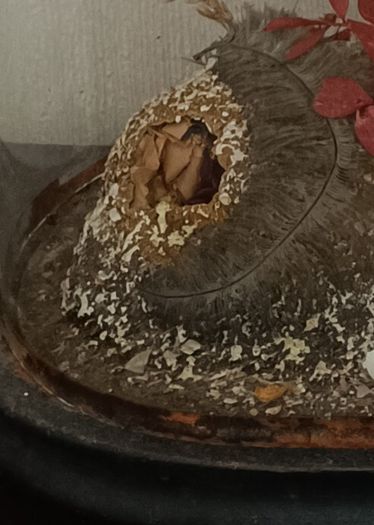 Taxidermy Bird Diorama