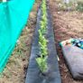 Laurel Hedging Image 7