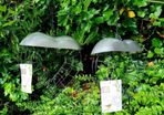 Bird feeder - brand new