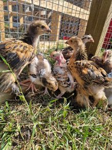 hens