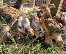 hens