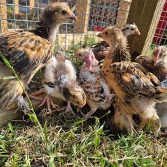 hens