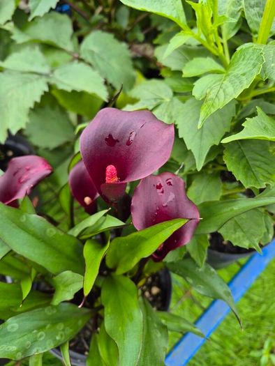 plants for sale
