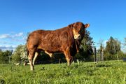 Limousine Bull