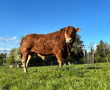 Limousine Bull