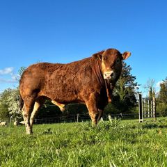 Limousine Bull