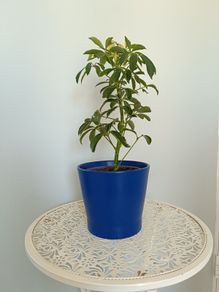 Umbrella Plant with Pot