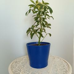 Umbrella Plant with Pot
