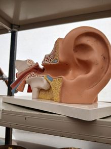 Anatomical Display Model of a Human Ear,  Medical School Model, German Manufactured by 3B