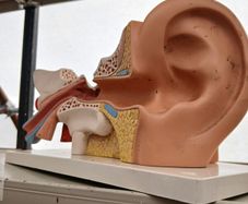 Anatomical Display Model of a Human Ear,  Medical School Model, German Manufactured by 3B