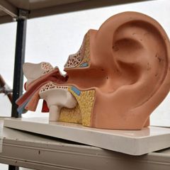 Anatomical Display Model of a Human Ear,  Medical School Model, German Manufactured by 3B
