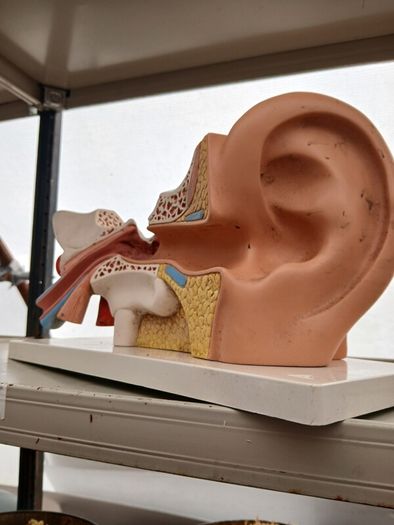 Anatomical Display Model of a Human Ear,  Medical School Model, German Manufactured by 3B