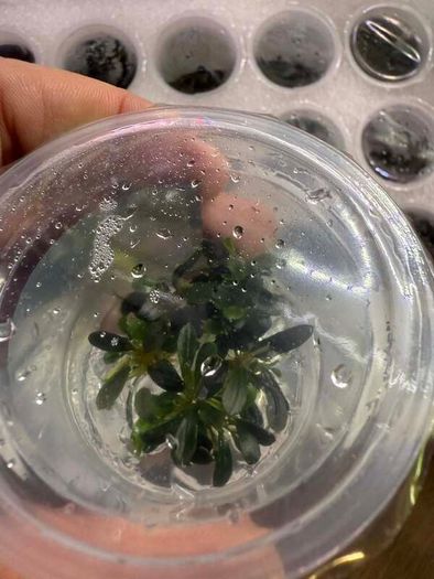 Aqua-Art Bucephalandra, Anubias ect aquarium in vitro plants
