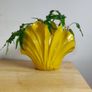 Aquarium plants Cryptocoryne wendtii Image 6