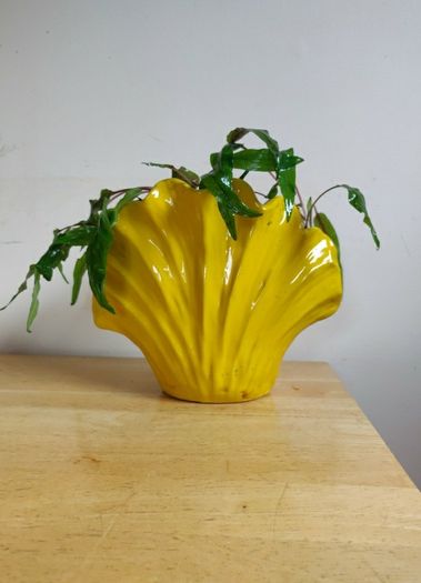 Aquarium plants Cryptocoryne wendtii