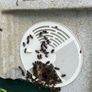 Nuc of AMM bees including Maisemore nuc Image 2