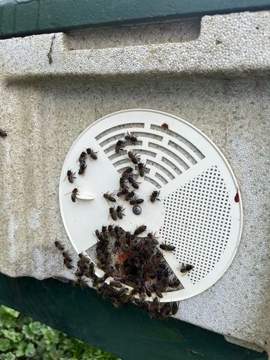 Nuc of AMM bees including Maisemore nuc