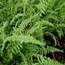 Ferns, 2 litre plants Image 4