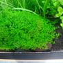 Aquarium plants Image 3