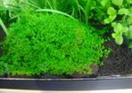 Aquarium plants