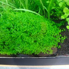 Aquarium plants