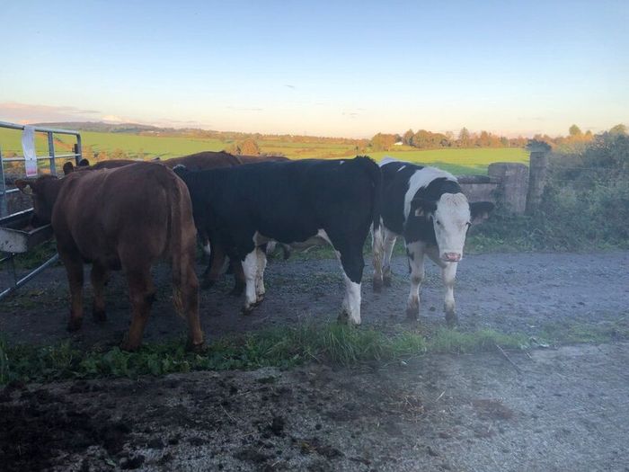 Coloured heifers for sale.