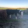 Coloured heifers for sale. Image 4