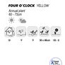 (M) Four O'Clock seeds Yellow 2g (189415) Image 2
