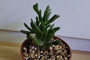 Houseplants
