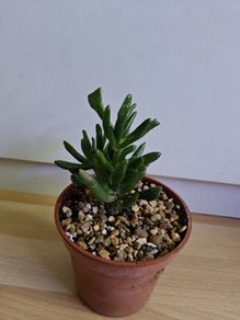 Houseplants