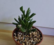 Houseplants