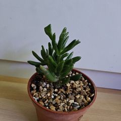 Houseplants