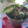 Caladium (rosebud) plant Image 3