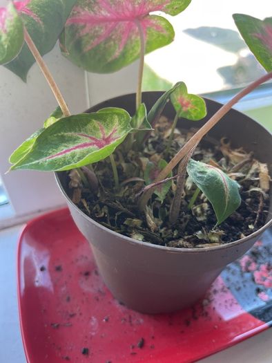 Caladium (rosebud) plant