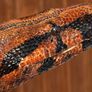 Framed snake skin 5 Available Image 2