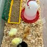hatching eggs Image 3