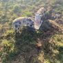 kune kune pigs Image 10