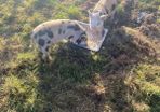 kune kune pigs