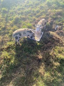 kune kune pigs