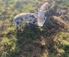 kune kune pigs