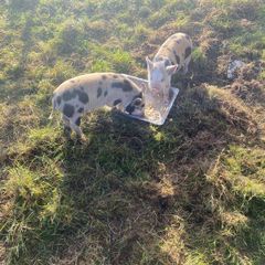 kune kune pigs