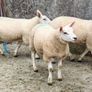 Ewe Lambs Image 5