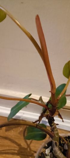 Philodendron Painted Lady - updated photos