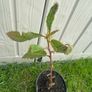 plant Image 4
