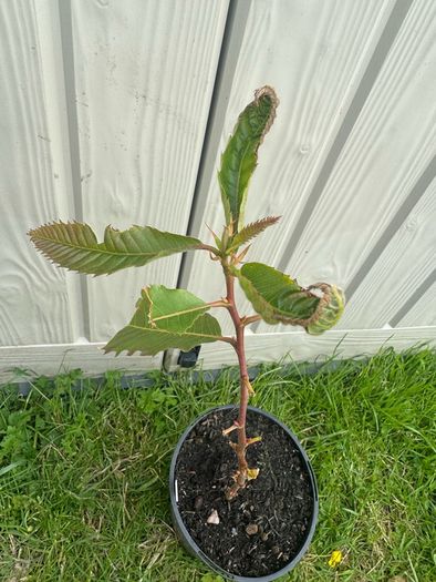 plant